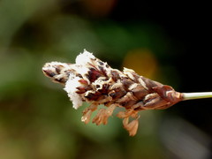 Ecdeiocolea monostachya