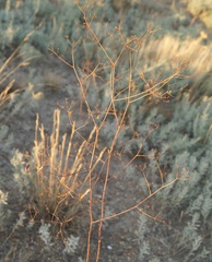 Palimbia rediviva