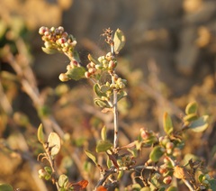 Atraphaxis replicata