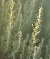 Artemisia taurica