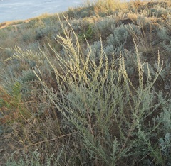 Artemisia taurica