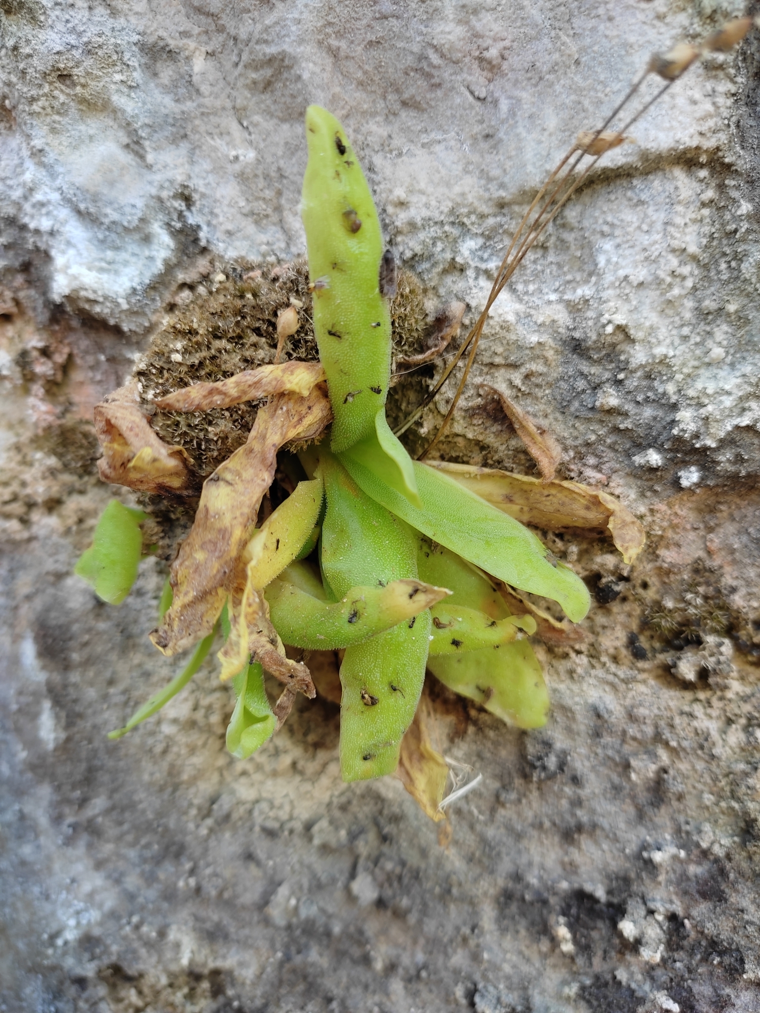 Pinguicula casperiana M.B.Crespo, Mart.-Azorín, M.Á.Alonso & L.Sáez 2