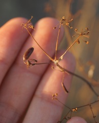 Palimbia rediviva
