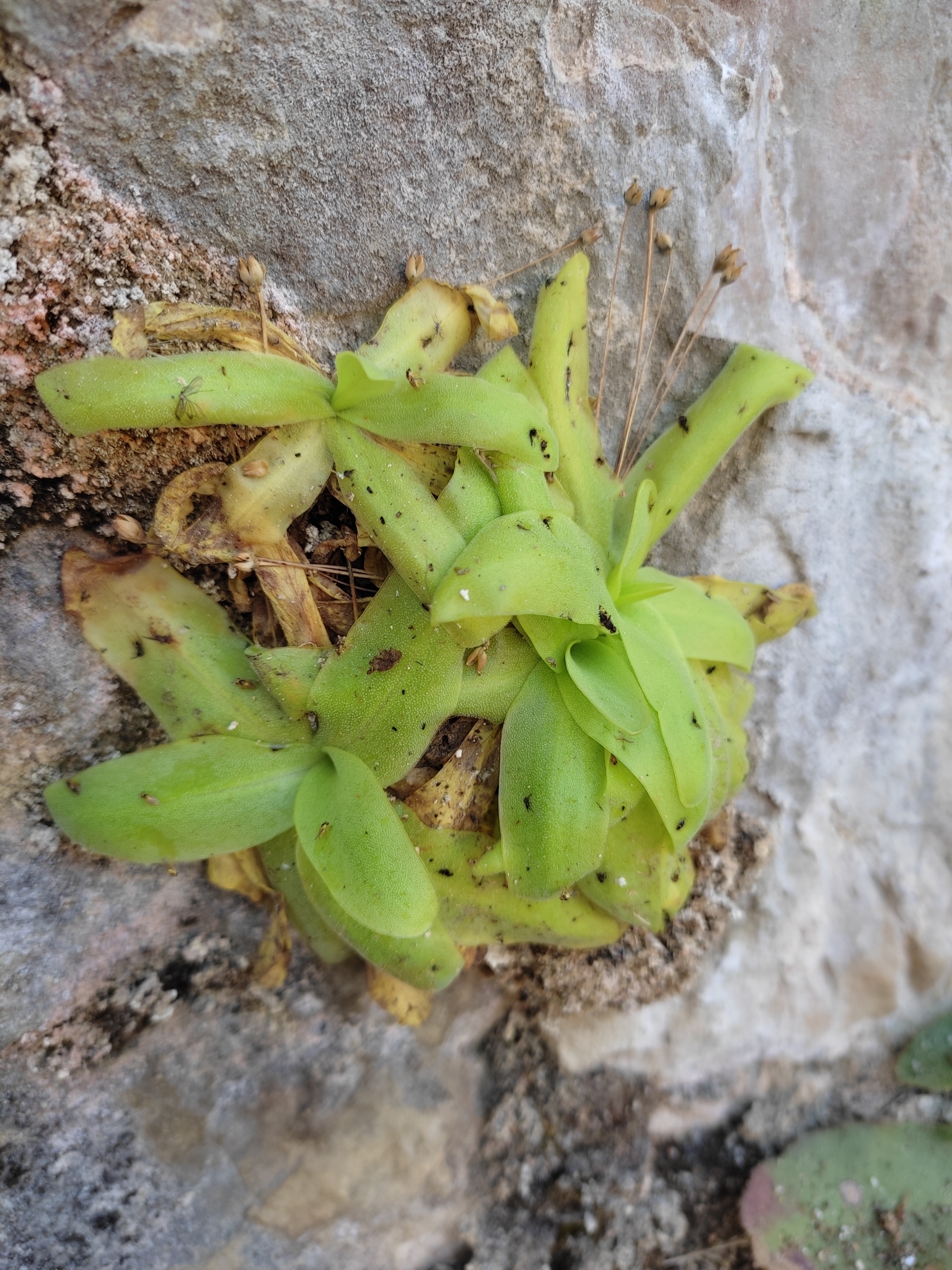 Pinguicula casperiana M.B.Crespo, Mart.-Azorín, M.Á.Alonso & L.Sáez 3