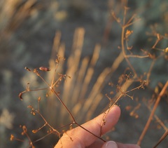 Palimbia rediviva