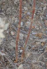 Palimbia rediviva