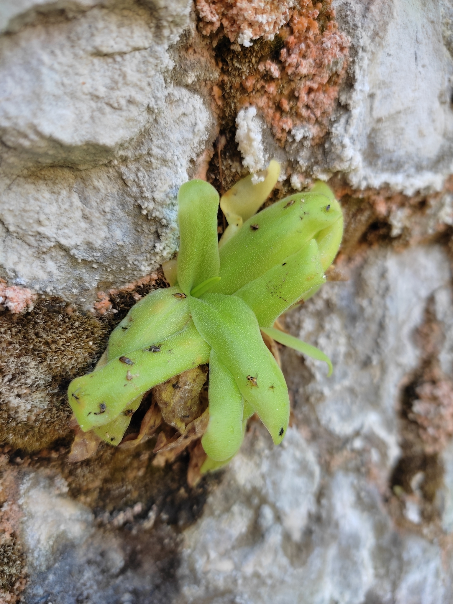 Pinguicula casperiana M.B.Crespo, Mart.-Azorín, M.Á.Alonso & L.Sáez 4