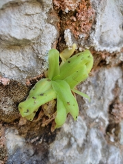 Pinguicula casperiana