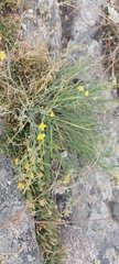 Bupleurum bicaule