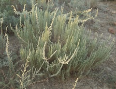 Artemisia taurica