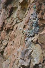 Helichrysum sutherlandii