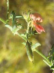 Indigofera sp7