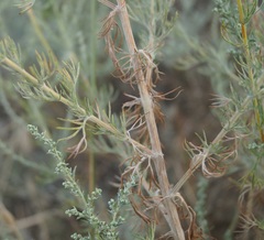 Artemisia taurica