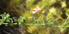 Indigofera sp7