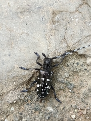 Anoplophora glabripennis
