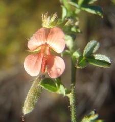 Indigofera sp7