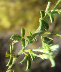 Indigofera sp7