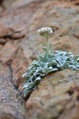 Helichrysum sutherlandii