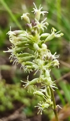 Silene otites