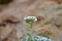 Helichrysum sutherlandii