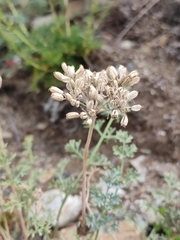 Phlojodicarpus sibiricus
