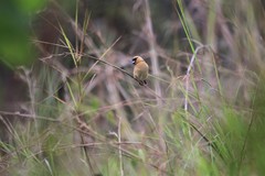 Pachyphantes superciliosus