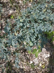 Coronilla coronata
