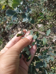 Coronilla coronata