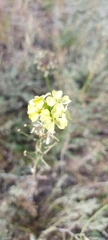 Erysimum flavum