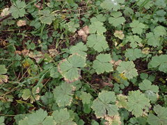 Anemonastrum baicalense