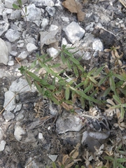 Cruciata taurica