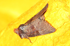 Mesoligia literosa