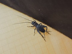 Modicogryllus frontalis