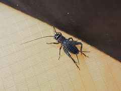 Modicogryllus frontalis