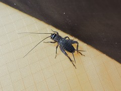 Modicogryllus frontalis