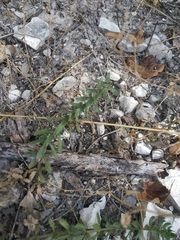 Cruciata taurica