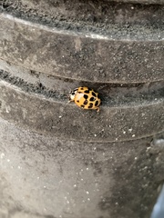Harmonia axyridis