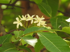 Apocynoideae