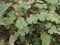 Anemonastrum baicalense