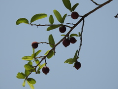 Salix tetrasperma