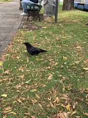Corvus corone