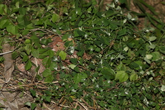 Chenopodium trigonon stellulatum
