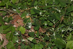 Chenopodium trigonon stellulatum