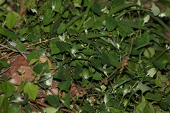 Chenopodium trigonon stellulatum