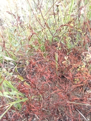 Persicaria angustifolia