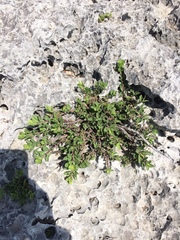 Penstemon baccharifolius