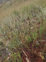 Persicaria angustifolia
