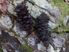 Banksia aquilonia