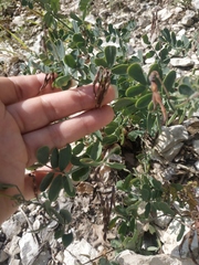 Coronilla coronata