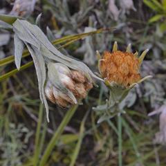 Helichrysum auriceps